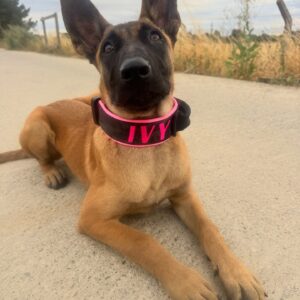 CQB Collar